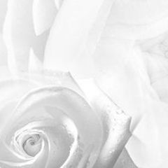 Кухонный фартук Цветы 217 МДФ матовый (3000) Flowers в Асбесте - asbest.mebel24.online | фото